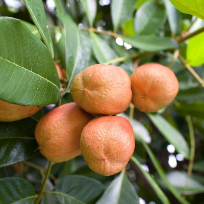 Sapodilla