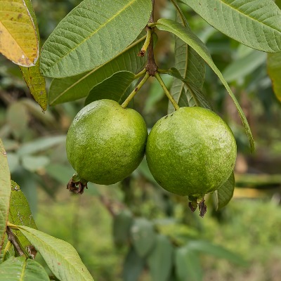 Asian Guava