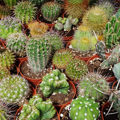 Assorted Cactus