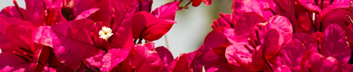 Bougainvilleas