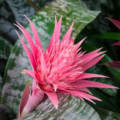 Correia Bromeliad