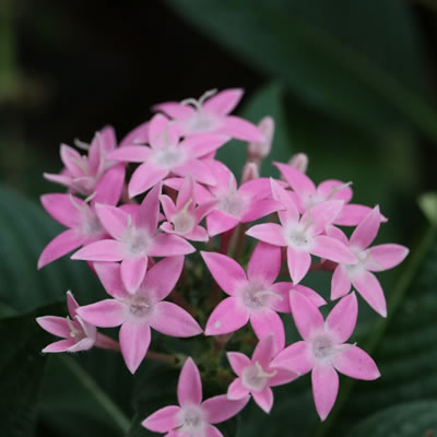 Dipladenia Pink