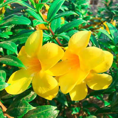 Dwarf Allamanda