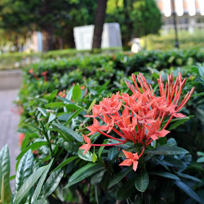 Ixora Taiwanese