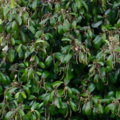 Jamaica Caper