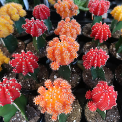 Moon Cactus