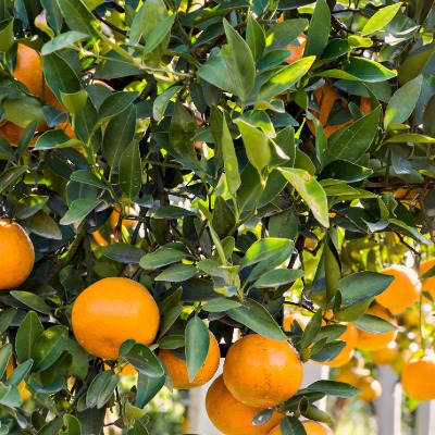 Citrus Trees & Fruit Trees